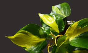 The plant will be happy with higher indirect light than most philodendron varieties prefer. Philodendron Brasil Plant Care House Plants Flowers