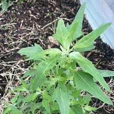 Image result for Chenopodium opulifolium