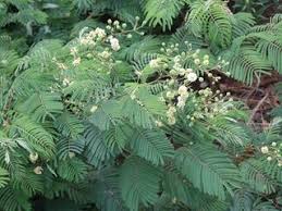 The red hot poker is a south african plant that is now found in many parts of the world, having been imported for its dramatic beauty and for the fact that the flowers.more. South African Indigenous Plants Catalogue