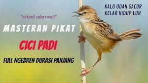 Suara cici padi vs prenjak meong. Suara Burung Cici Padi Betina Buat Pikat Lagu Mp3 Video Mp4 3gp Waptrick