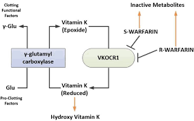 Ii, vii, ix & x in liver. J Hematol