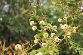 Image result for Acacia brevispica