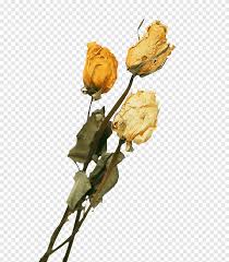Icona mazzo di fiori sontuoso.png. Bouquet Di Rose Gialle Secche Mazzo Mazzo Di Fiori Png Pngegg