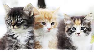 Kedi Alerjisinin Sebebi Kesfedildi Minik Dostum Minik Dostum
