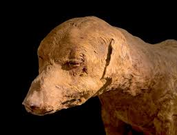 Risultati immagini per cane da caccia mummificato valle dei re