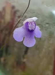 Image result for Genlisea africana