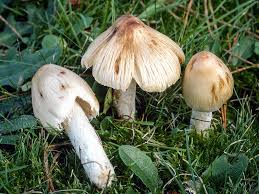 Image result for Pseudopod Ospermum