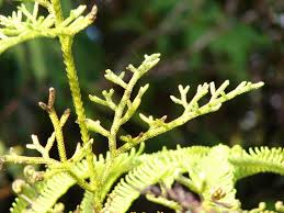 Image result for Lycopodiella cernua