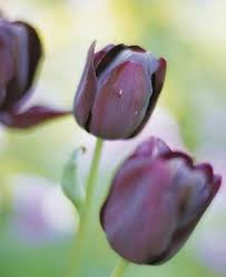 Schwarze Tulpe Queen Of Night Pflanzen Garten Pflanzen Ab Ins Beet