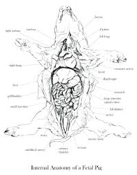 Pig Diagram Label Wiring Diagrams