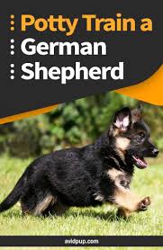 How To Potty Train A German Shepherd Puppy Pottytraining Dogbehavior Germanshephe German Shepherd Puppies Training German Shepherd Puppies Shepherd Puppies