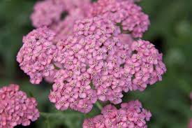 We did not find results for: Achillea Millefolium Apricot Delight Tutti Frutti Series Yarrow Apricot Delight Rhs Gardening