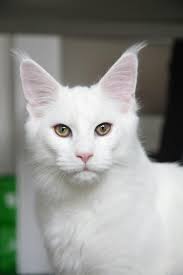 500+ White Cat Pictures [HD]