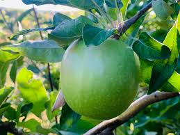 Image result for Granny Smith