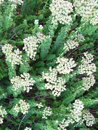 Image result for Origanum