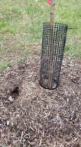 Check spelling or type a new query. What Kind Of Critter Is Digging In The Mulch Below My Trees General Fruit Growing Growing Fruit