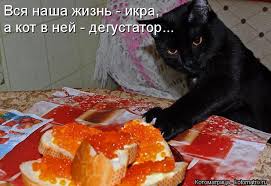 Котоматрица: Вся наша жизнь - икра, а кот в ней - дегустатор...