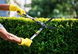A guide to getting rid of fleas in your home forever. How To Rid Of Ticks From Your Yard And Body Tick Prevention Tips
