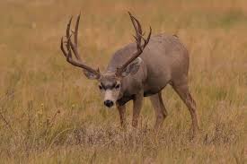 We would like to show you a description here but the site won't allow us. The 4 Biggest Mule Deer Kills In The Record Books