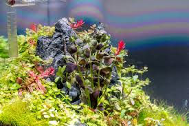 Image result for foto bacopa