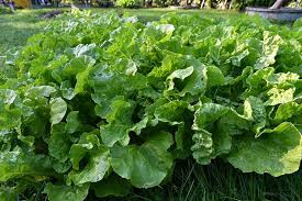 Pepper flavored mustard greens are traditional nutritious winter vegetables. How To Plant And Grow Mustard Greens Gardener S Path