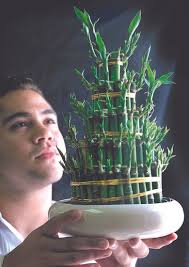 A lucky bamboo plant is a great gift for the new year (unless it dies)