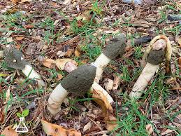 Maybe you would like to learn more about one of these? What Is That Smell Stinkhorn Mushrooms In The Garden