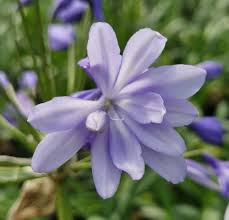 Image result for Agapanthus praecox