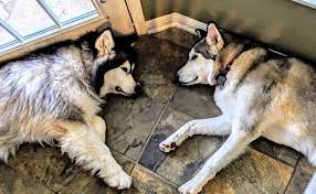 Other alaskan malamute dog breed names: My Pups Just Had Their Birthdays Miley Alaskan Malamute Left Just Turned Ten While Stormy Alaskan Malamute Great Pyrenees Mix Right Just Turned One These Are Wonderful And Rather Large Woofers