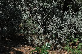 Image result for Barleria albostellata