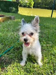 Eastern NC Pet Rehoming, Adoption, And Sale