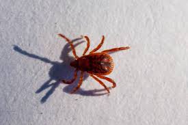 Image result for Trombicula autumnalis