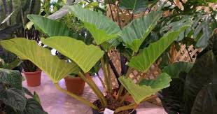 Philodendron Melinonii Philodendron Plant Philodendron Cool Plants