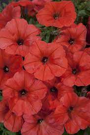 My Orange Petunias Have Done So Good In The Oklahoma Heat Flower Names Petunias Flowers