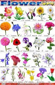 Nomi fiori i bulbi sono difficilissimi da trovare nei normali negozi per fioristi, infatti, rarissimamente, presso i distributori, visita : Fiori Nomi