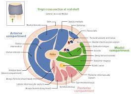This digram serves to help you learn about the anatomy of the leg. Thigh Concise Medical Knowledge