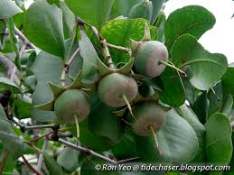 Image result for Sonneratia alba