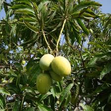 Regular (8 pounds) large (16 pounds). Mangifera Indica Or Mango Tree Ø´Ø¬Ø±Ø© Ø§Ù„Ù…Ø§Ù†Ø¬Ùˆ Buy Online Green Souq Uae