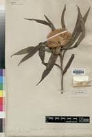 Image result for Porphyrostemma