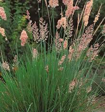 Image result for Melinis tenuissima