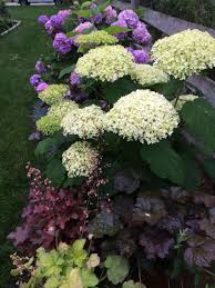 Maybe you would like to learn more about one of these? Annabelle Hydrangea Hydrangea Companion Plants Hydrangea Landscaping Hydrangea Garden