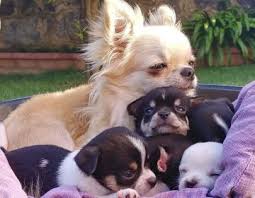 Chihuahualarda Beslenme Ve Beslenme Nasil Olmali