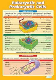 Eukaryotic And Prokaryotic Cells Science Educational School Posters Prokaryotic Cell Biology Classroom Teaching Biology