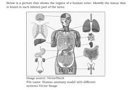 432 human anatomy models labeled products are offered for sale by suppliers on alibaba.com, of which medical. Solved Below Is A Picture That Shows The Organs Of A Human Torso Identify The Tissue That Is Found In Each Labeled Part Of The Torso Image Source Course Hero