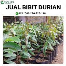 Pegawai phd raub, shahril mohamad berkata, berdasarkan siasatan. Cepat Berbuah Hp Wa 082 220 228 118 Harga Bibit Durian Siap Panen Di Labuhan Batu Jual Pembekal Anak Pokok Durian Duri Hitam Di Labuhan Batu Selatan