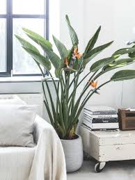 Bird Of Paradise In Pot Outside Strelitzia Strelitzia In 2020 Potted Plants Outdoor Paradise Plant Birds Of Paradise Plant