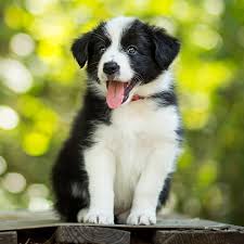 Lancaster puppies has double doodle puppies for sale now! Border Collie Pdsa