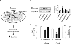 mtNOS and the regulation of oxygen uptake. (A) Scheme of NO effects on...