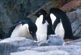 Penguins tend to live in colonies and in certain environments. Adopt A Penguin Wwf