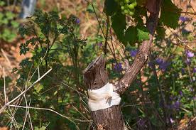 Image result for graft grape vines